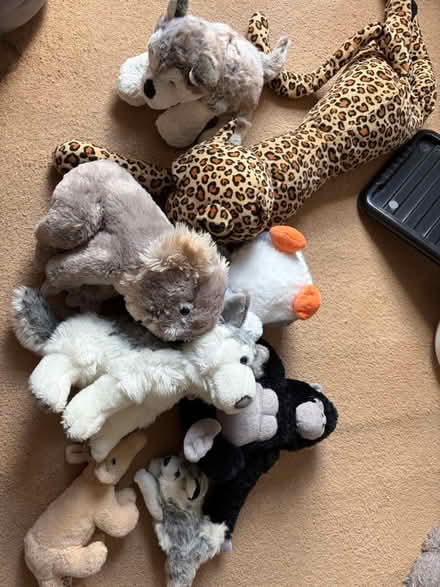 Photo of free Soft toys (Ip33) #2