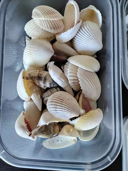 Photo of free Shells (Sandsfoot Court Weymouth) #4