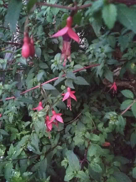 Photo of free Fuchsia cuttings for propagation (Dublin central) #1