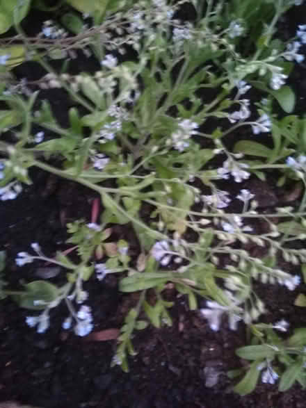Photo of free Forgetmenots looking for a new home (Dublin central) #2