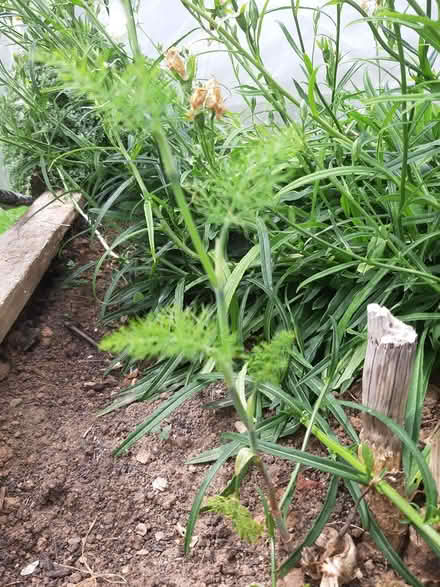 Photo of free Fennel plants (Somerton TA11) #1