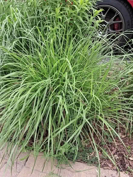 Photo of free shendoah switch grass (131 Wesley Avenue) #1