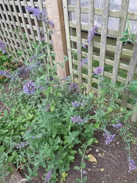 Photo of free Catnip (Nepeta) cuttings (Somerton TA11) #1