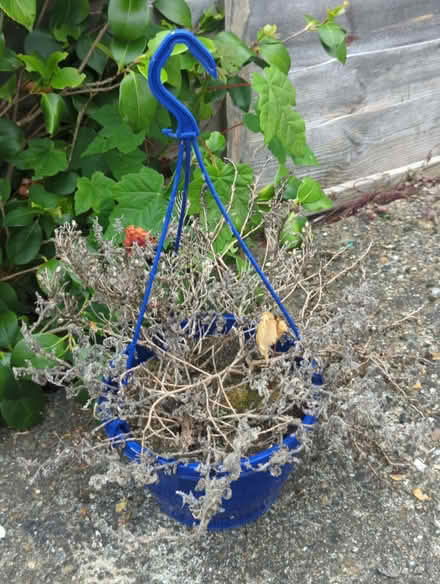 Photo of free Various sizes used garden plants pots (Enfield EN3) #4