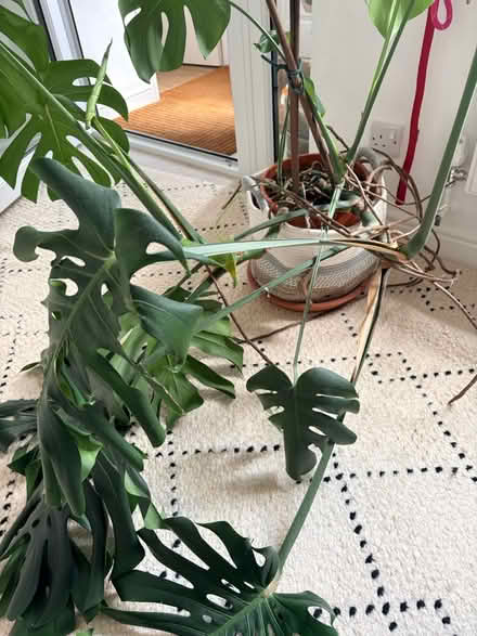 Photo of free Large plant (Buxton Derbyshire. SK179) #1