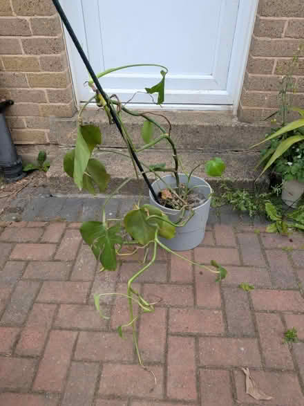 Photo of free Cheese plant (LS17) #1