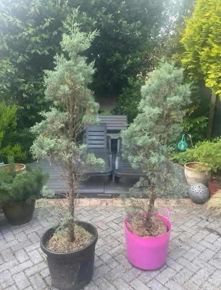 Photo of free Large Curry Plant (Newburgh WN8) #4