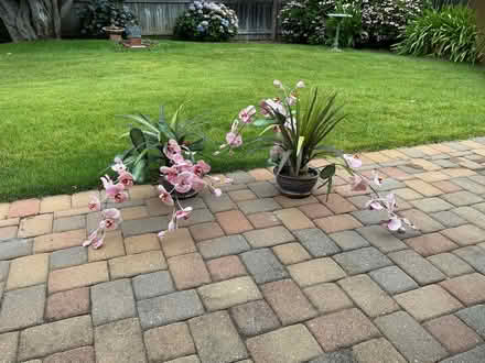 Photo of free Two Artificial Orchid Plants (Lucas Valley) #1