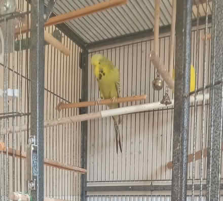 Photo of free Large Bird cage (NR7) #2