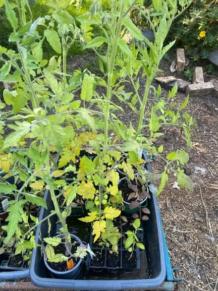 Photo of free Tomato, squash & snap dragon plants (Petersfield) #3