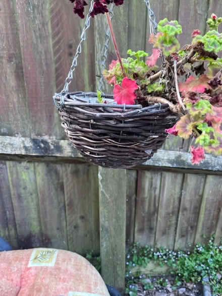 Photo of free Garden stuff (brixham devon TQ5) #4