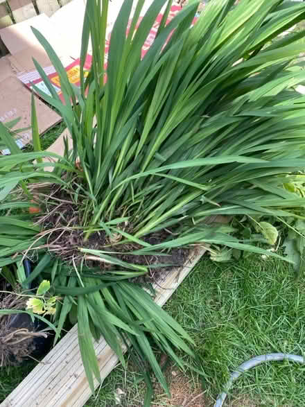Photo of free Crocosmia (Kaimhill AB10) #1