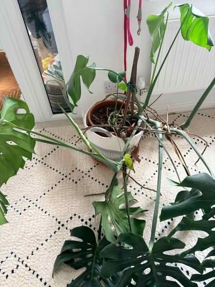 Photo of free Large plant (Buxton Derbyshire. SK179) #2