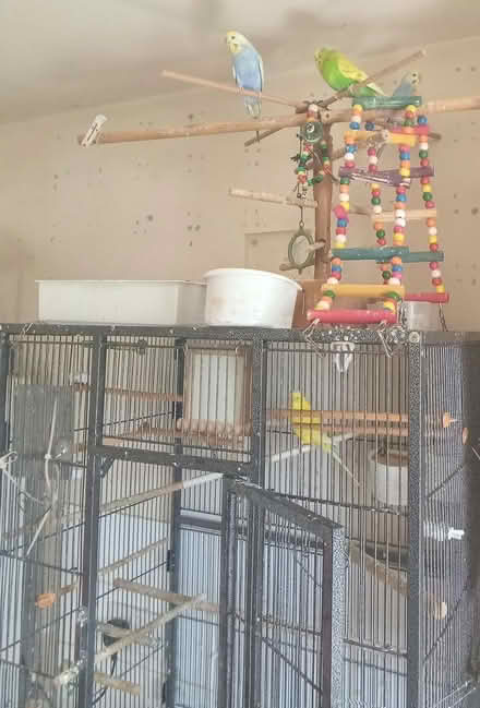 Photo of free Large Bird cage (NR7) #4