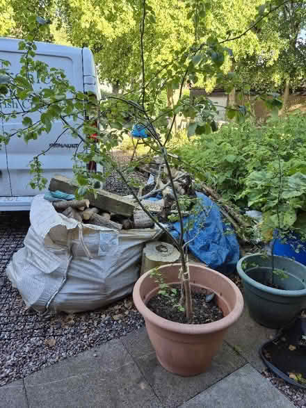 Photo of free Tree (Hollinswood TF3) #1