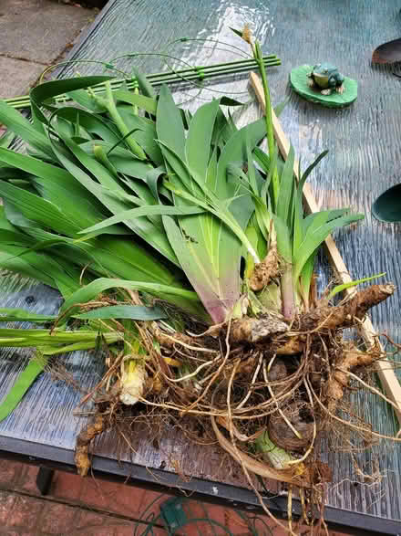 Photo of free Tall Iris (Britannia Rd and Creditview Rd) #1