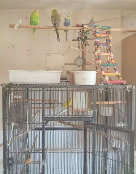 Photo of free Large Bird cage (NR7) #3