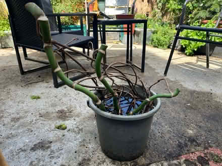 Photo of free Monstera cuttings (Wilbury avenue BN3) #1