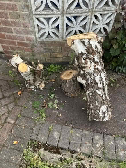 Photo of free Logs (Littleover, Derby) #2