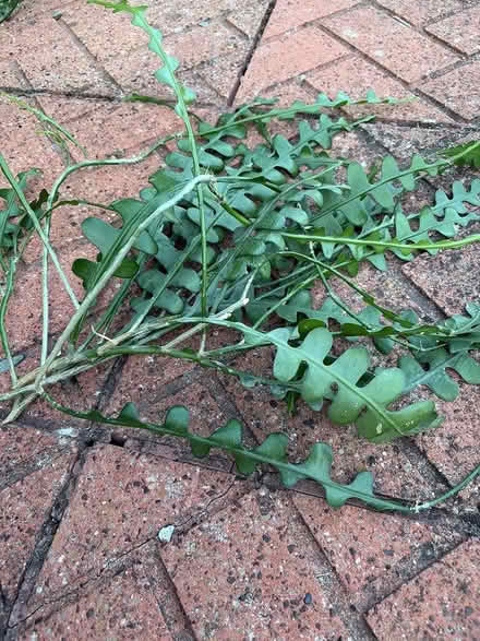 Photo of free Fishbone succulent cuttings (East Hanney) #1