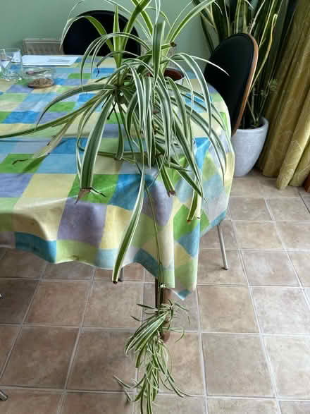 Photo of free Variegated spider plants babies (Hollingdean BN1) #1
