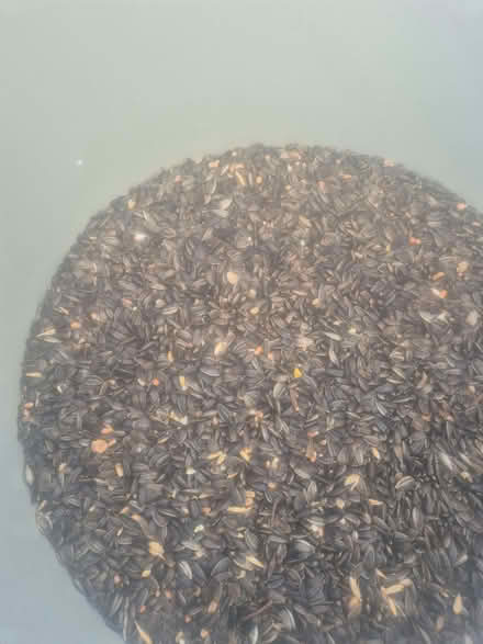 Photo of free Bird Food/Sunflower Seeds (Buckland End B34) #1