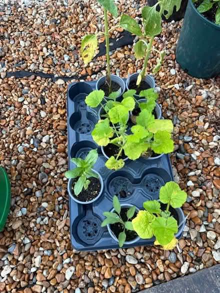 Photo of free Tomato & Pumpkin Plants and Flowers (Goodnestone ME13) #3