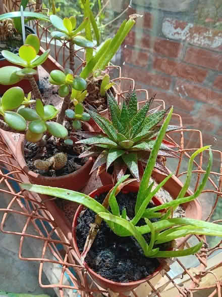 Photo of free 4 succulent plants (Rathmines/Ranelagh) #1