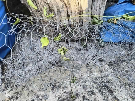 Photo of free Quantity of garden netting (Shoscombe Vale BA2) #1