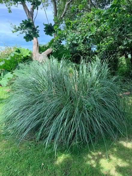 Photo of free Bamboos + Beautiful Grass (Wareham Family Hub, BH20) #3
