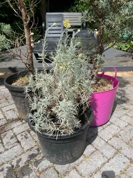 Photo of free Large Curry Plant (Newburgh WN8) #1