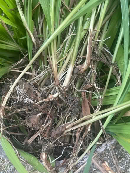 Photo of free Crocosmia bulbs (Claygate KT10) #2