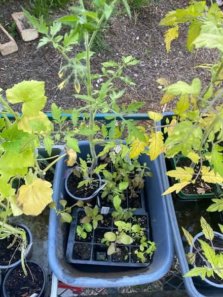 Photo of free Tomato, squash & snap dragon plants (Petersfield) #2