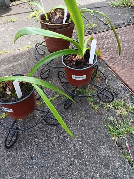 Photo of free Metal (plastic coated) pot stands (Rathmines/Ranelagh) #1
