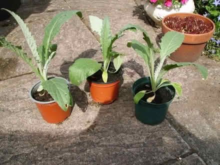 Photo of free globe artichoke plants (Comberton DY10) #1