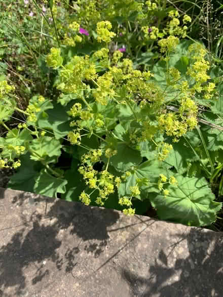 Photo of free Alchemical mollis (Abraham Heights LA1) #1