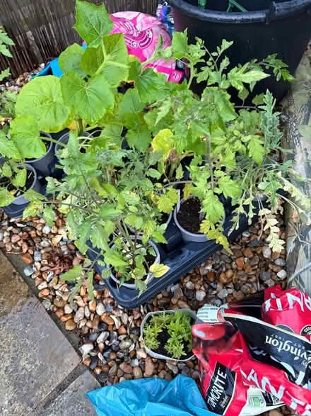 Photo of free Tomato & Pumpkin Plants and Flowers (Goodnestone ME13) #2