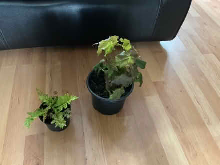 Photo of free Norway maple tree and fern (Whiston) #1