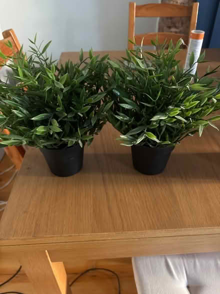 Photo of free Plastic potted plants (Tooting) #1