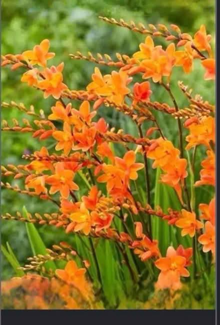 Photo of free Crocosmia bulbs (Claygate KT10) #3
