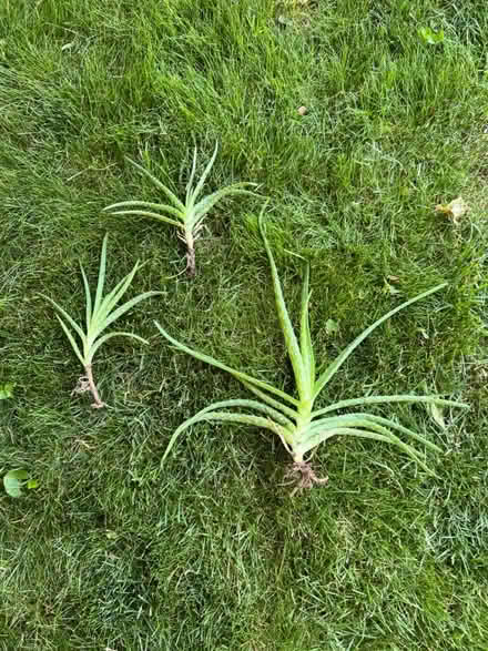 Photo of free Bare root aloe plants (Springfield) #1