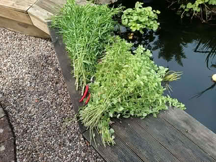Photo of free Fresh herbs (Yate BS37) #1