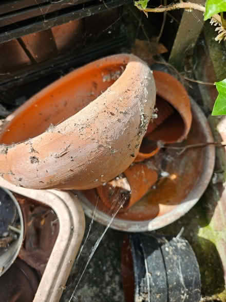 Photo of free gardening and shed items (Woodingdean BN2) #1