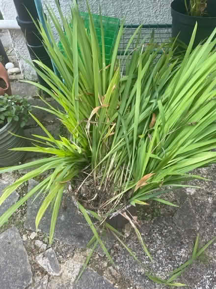 Photo of free Crocosmia bulbs (Claygate KT10) #1