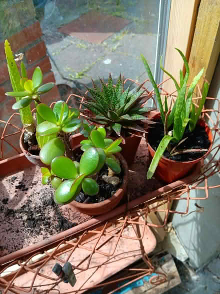 Photo of free 4 succulent plants (Rathmines/Ranelagh) #2