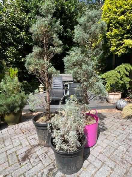 Photo of free Large Curry Plant (Newburgh WN8) #2