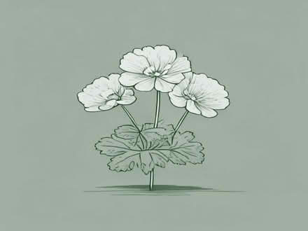 Photo of free Pink perennial geranium cranesbill (Tilehurst RG31) #1