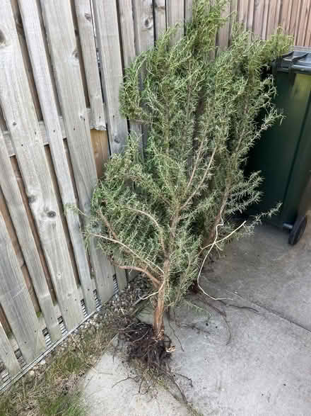 Photo of free Rosemary shrubs (Liberton EH16) #1