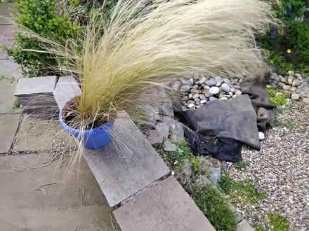 Photo of free Ornamental grass - ponytails (Oadby) #1