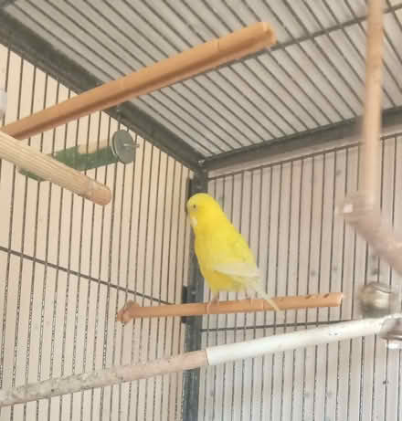 Photo of free Large Bird cage (NR7) #1